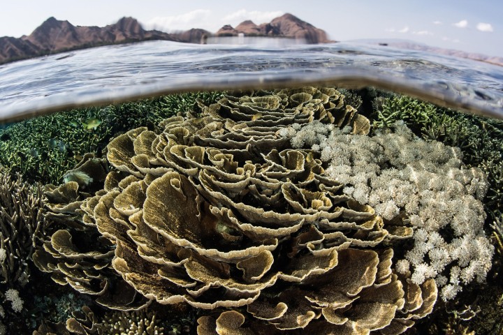 Ocean Acidification May Hit Unprecedented Levels